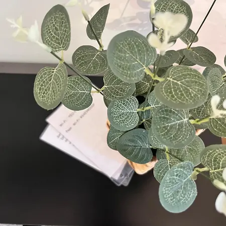 Stilingi Saulio Skulpturos Apartamentai Butas Druskininkai